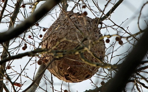 nido de avispa asiática en árbol